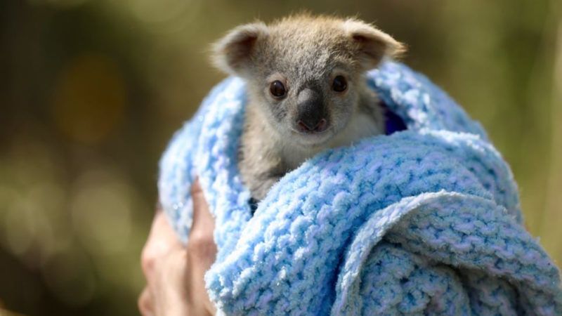 data/koala.jpeg
